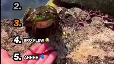 Ranking Best Animal Moments 😭 #animals #animal #funny #funnyvideos #ranking