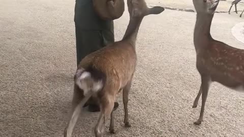 "Deerly" Persistent: Hungry Deer Mistake Tourist's Pants for a Snack in Japan!