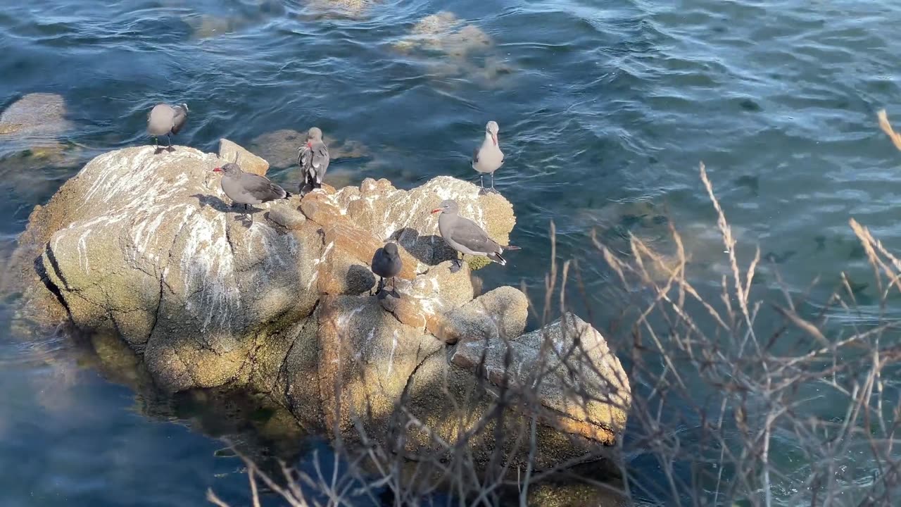 Bird, seagull, ocean
