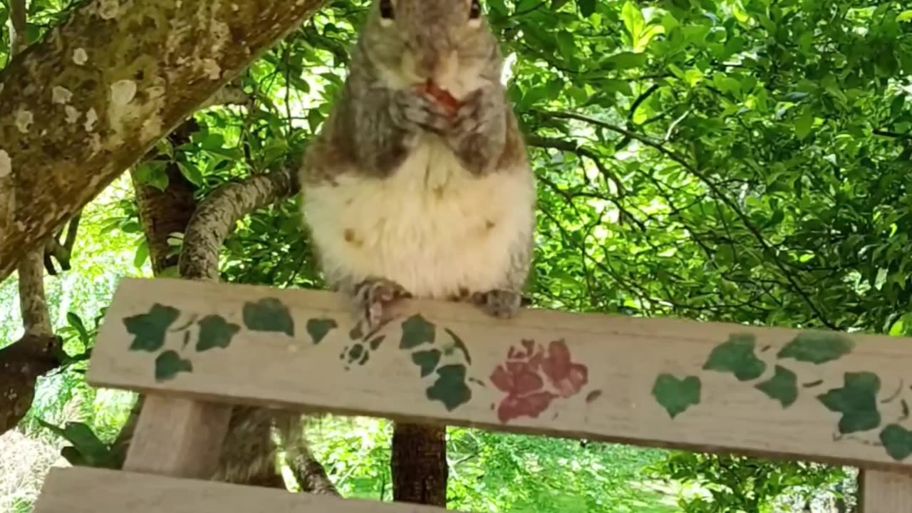Cuteness Overload