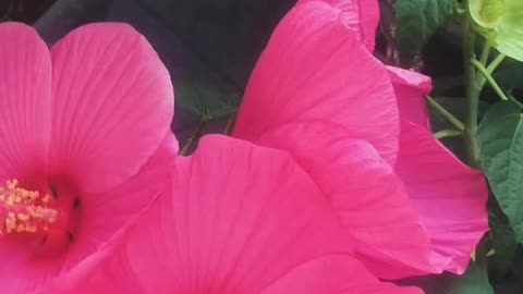🌸 Yes, plants just love 💗 informed water!