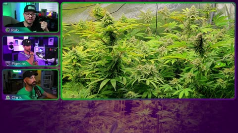 FTS x Swank Genetics Strain Update! - FTS Highly Uncensored 5/29
