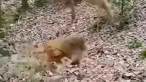 Monkey Funny video