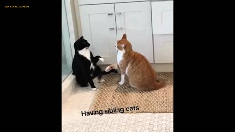 😂 Try Not to Laugh – Viral Animal Moments 2025 | GoViralComedy