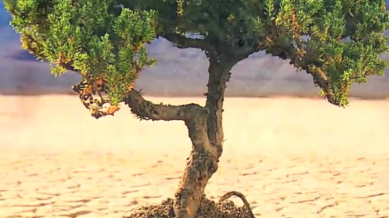Seeds of Hope - A Farmer's Tale