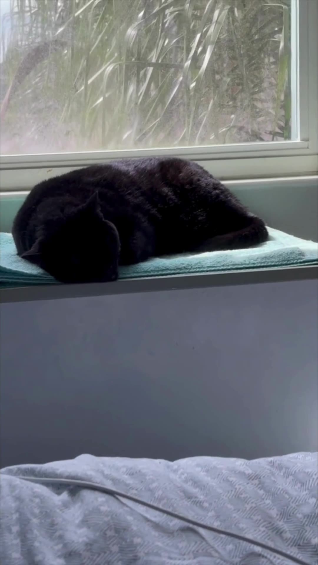 Cute Precious Piper Has a Perfect Spa - My Adopted Shelter Cat Vlog #shorts