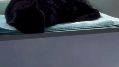 Cute Precious Piper Has a Perfect Spa - My Adopted Shelter Cat Vlog #shorts