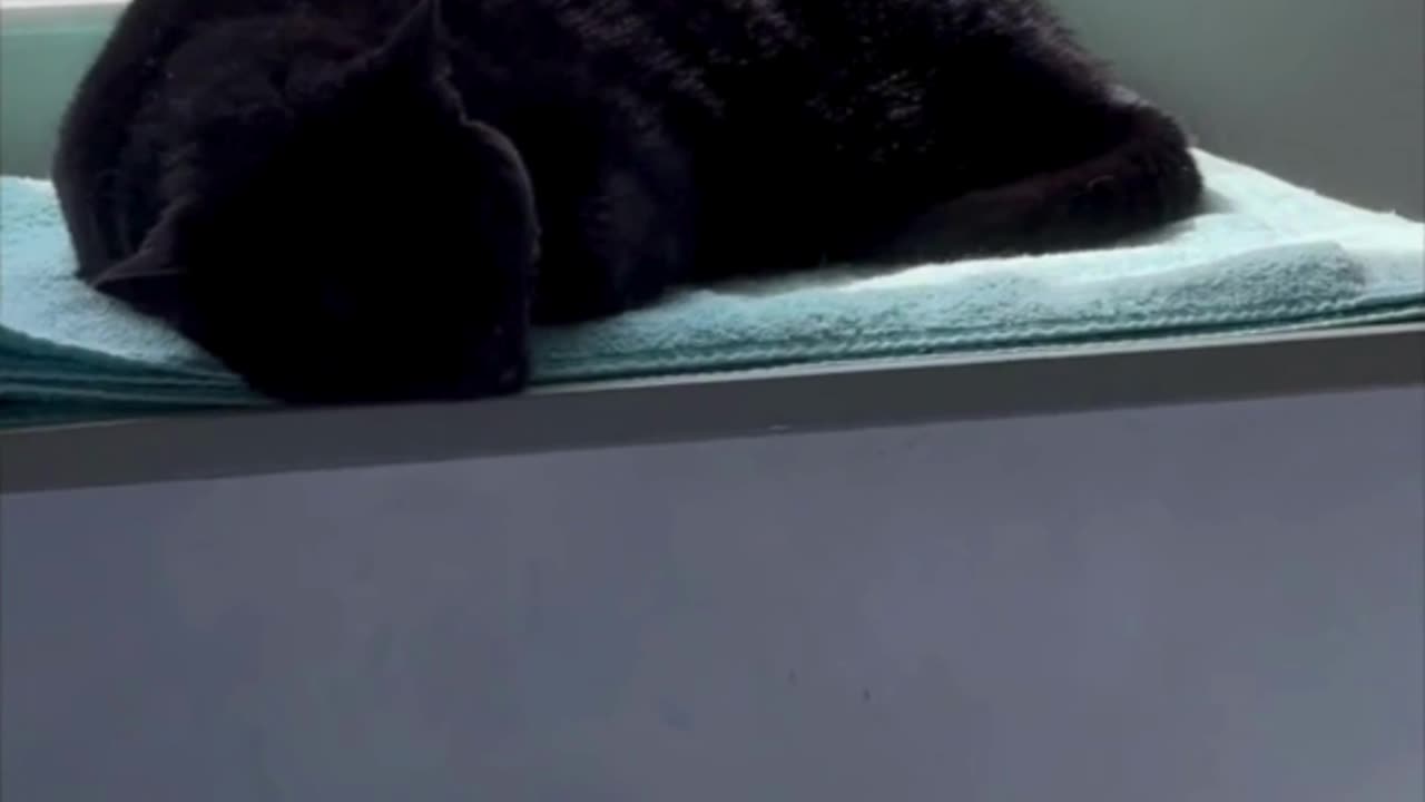 Cute Precious Piper Has a Perfect Spa - My Adopted Shelter Cat Vlog #shorts