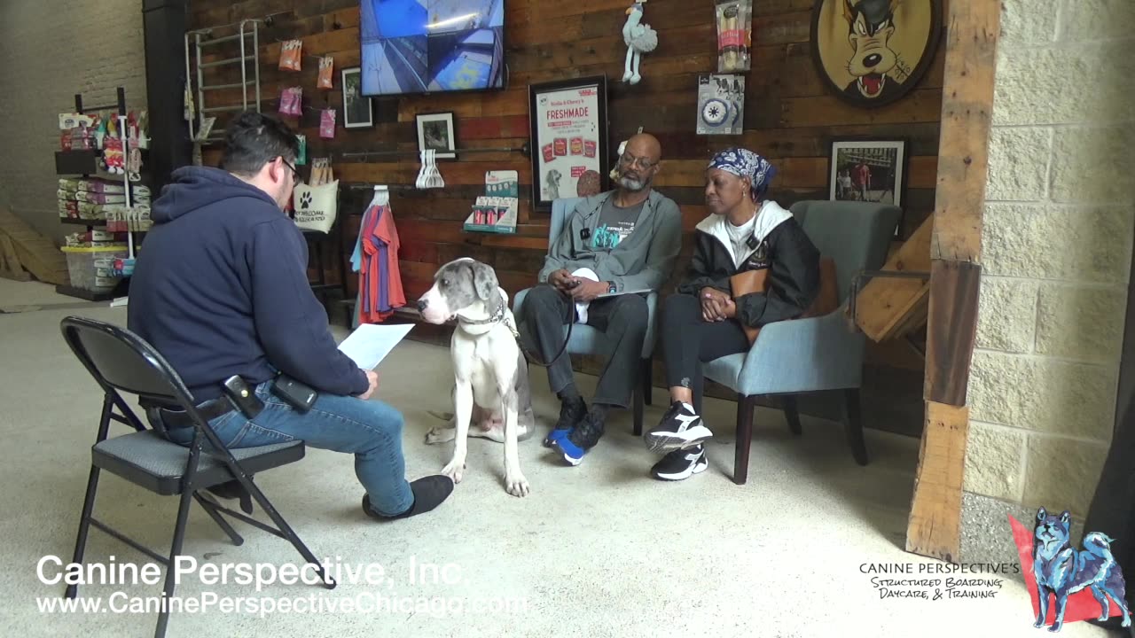 Consultation: Ajax | Client Referral, On & Off-Leash Obedience For Great Dane, Confidence Building
