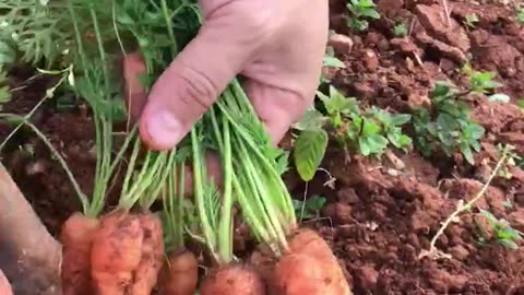Orange carrot harvest