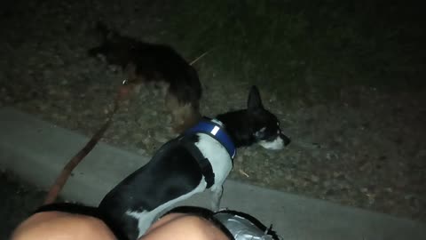 Kiko Villanova ChaCha Paco on night doggie walk Mostly dark but all's safe & leashed up20250703_978