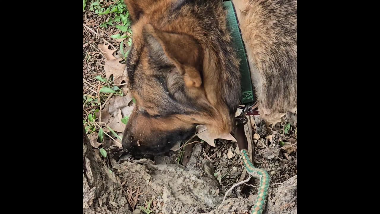 Sable german shepherd.