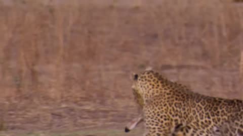 Leopard's Hunt Fails! Will It Catch Its Prey_