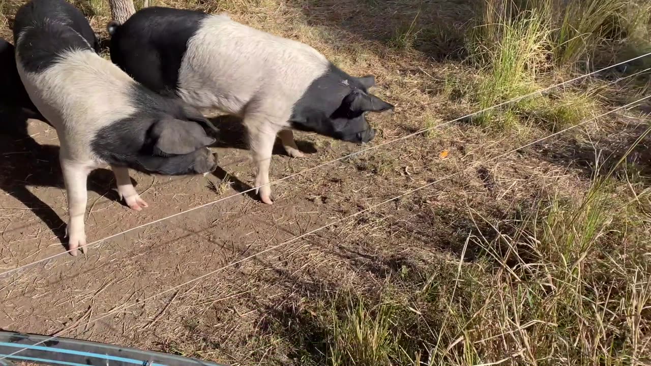 Feeding the Pigs at Golden Hill Farm: Free-Range and Full of Flavor ||