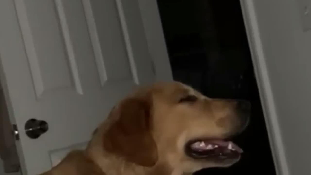 Golden Retriever Midnight Snuggle Mission 🤣