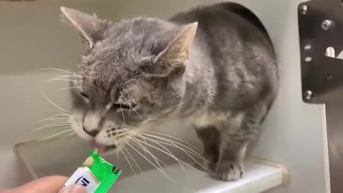 Pet surrenders rise as economic pressures mount