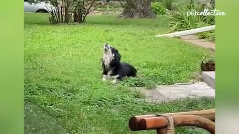 Dogs doing the funniest things!