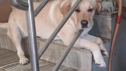 Hot Days Lazy Dogs!!! 🐶✌️
