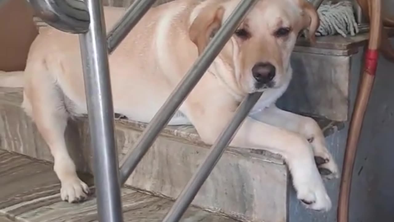 Hot Days Lazy Dogs!!! 🐶✌️