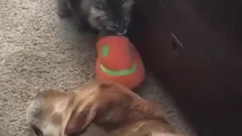 Funny animals - Funny cats dogs