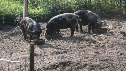3 Little fat happy piggies