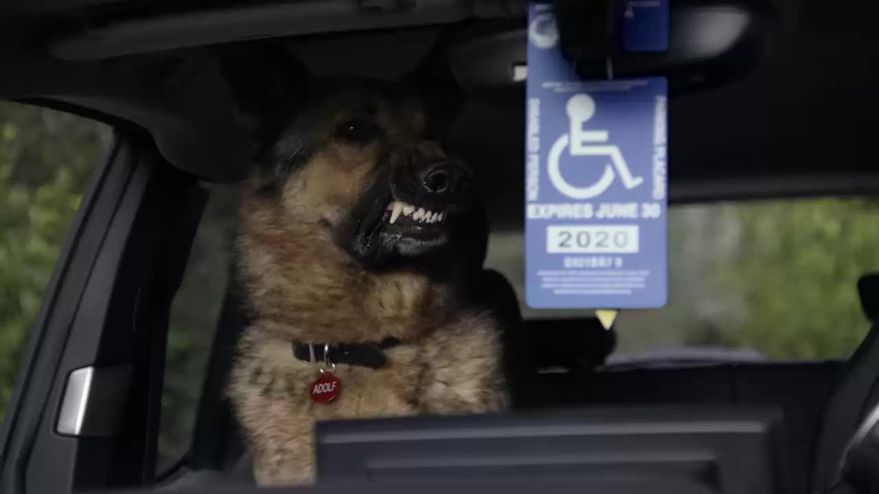 good boy