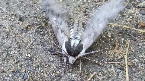 Sphinx Moth