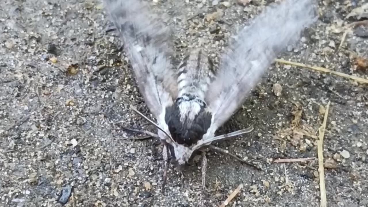 Sphinx Moth