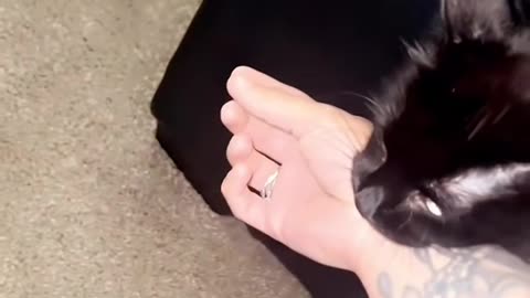 Mama Cat Drags Owner Upstairs