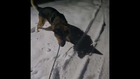 Virgil german shepherd.