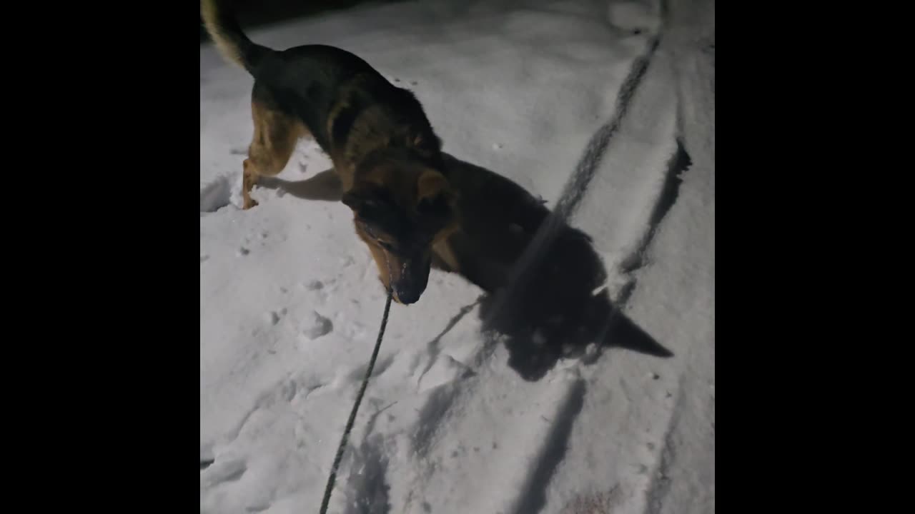 Virgil german shepherd.