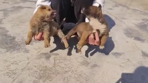 Funny animal videos 📷
