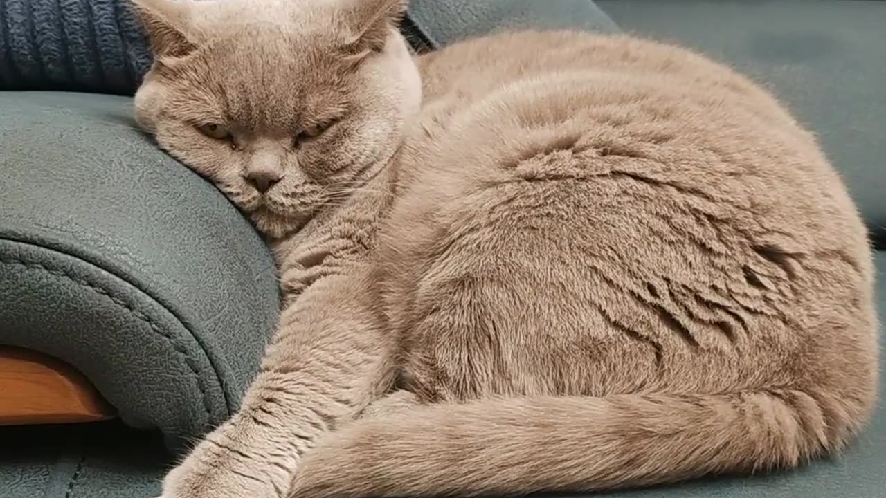 Cat video