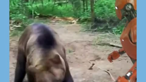 Robot vs Bear 🐻