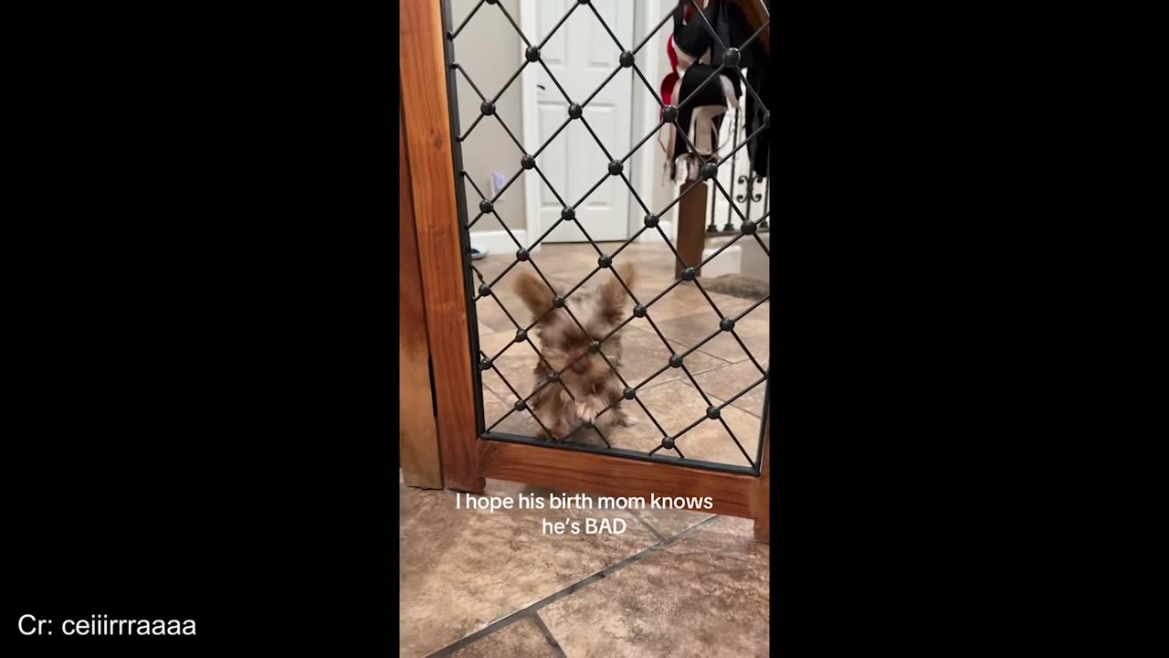 Funniest Animal Video Compilation