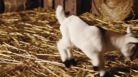 Silly Baby Goat Can’t Stop Jumping! 🐐💛