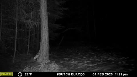 Cougar at camp
