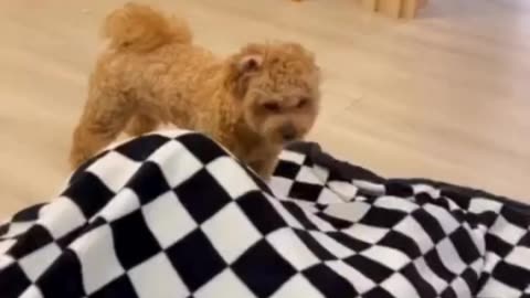 FUNNY ANIMAL 1