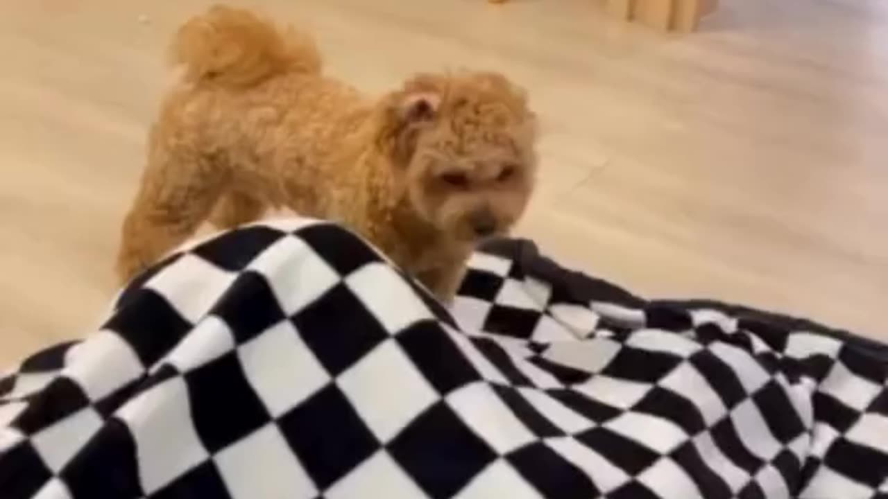 FUNNY ANIMAL 1
