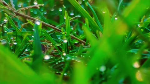 Nature video 📷