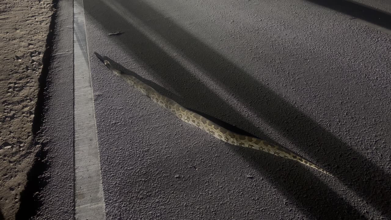 Python on road