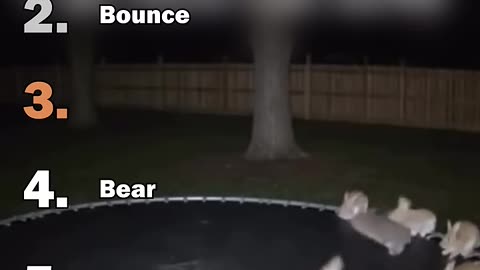 Ranking Best Animals On Trampoline Moments