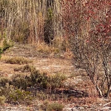 TRYING TO CATCH THE REEDS BLOWING!