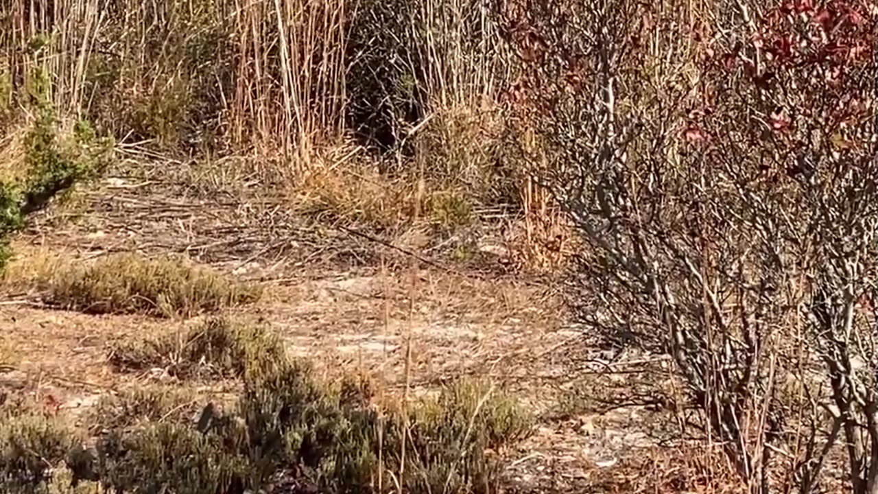 TRYING TO CATCH THE REEDS BLOWING!