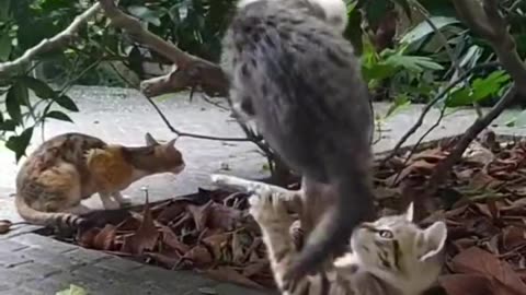 Cats make me feel happy