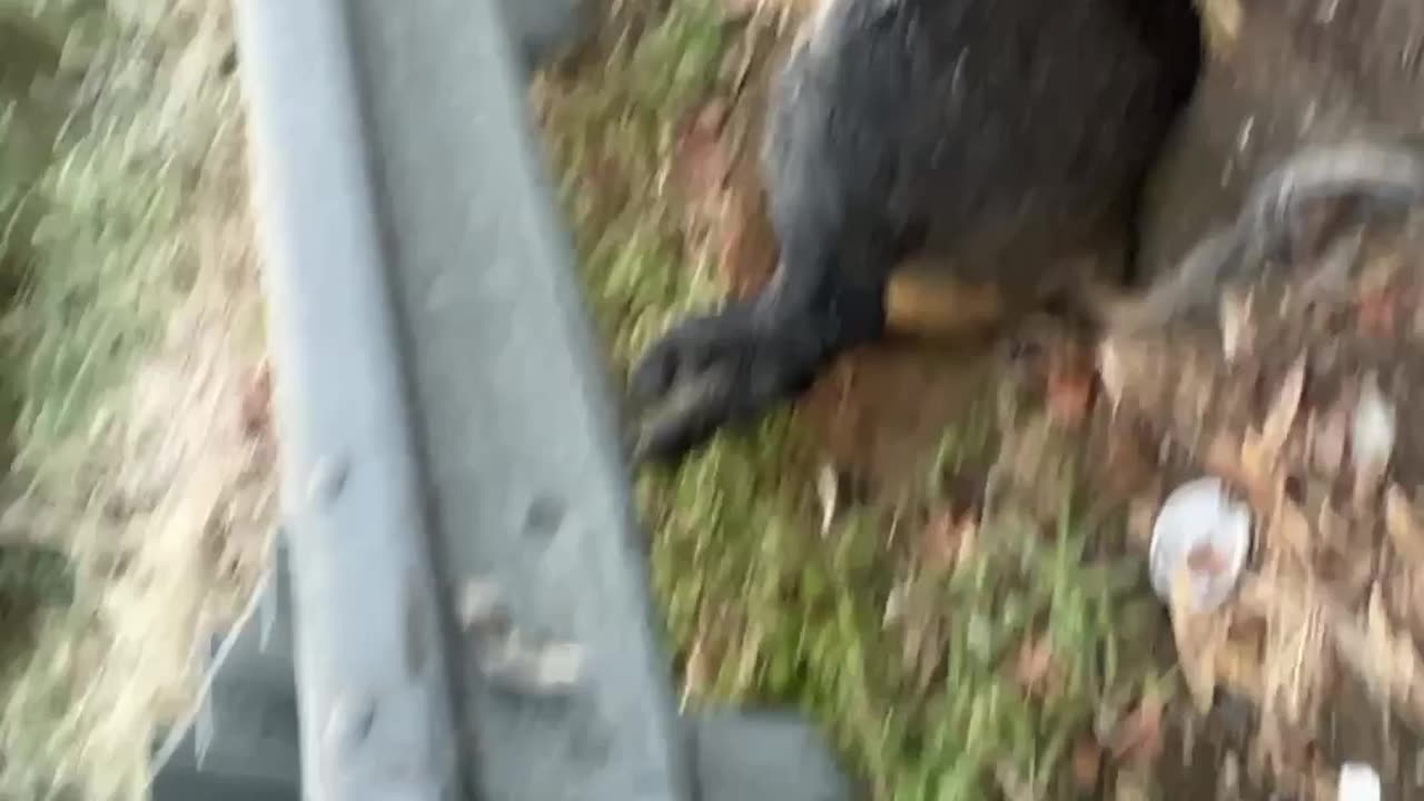 Dead wild hog!!!