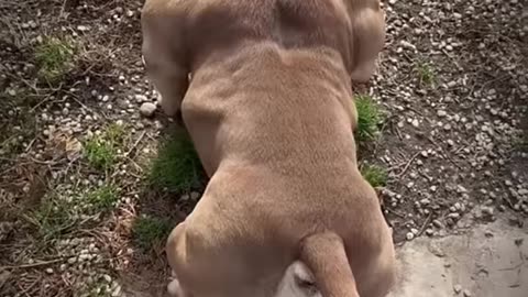 best USA dogs