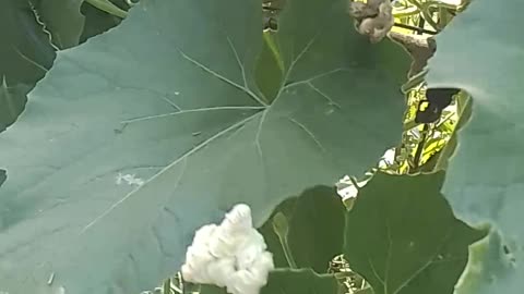 The green gourd holds a milky white flower at its tip