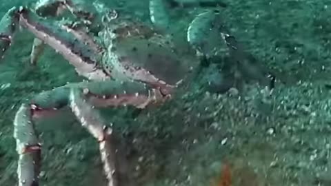 Crazy Animals