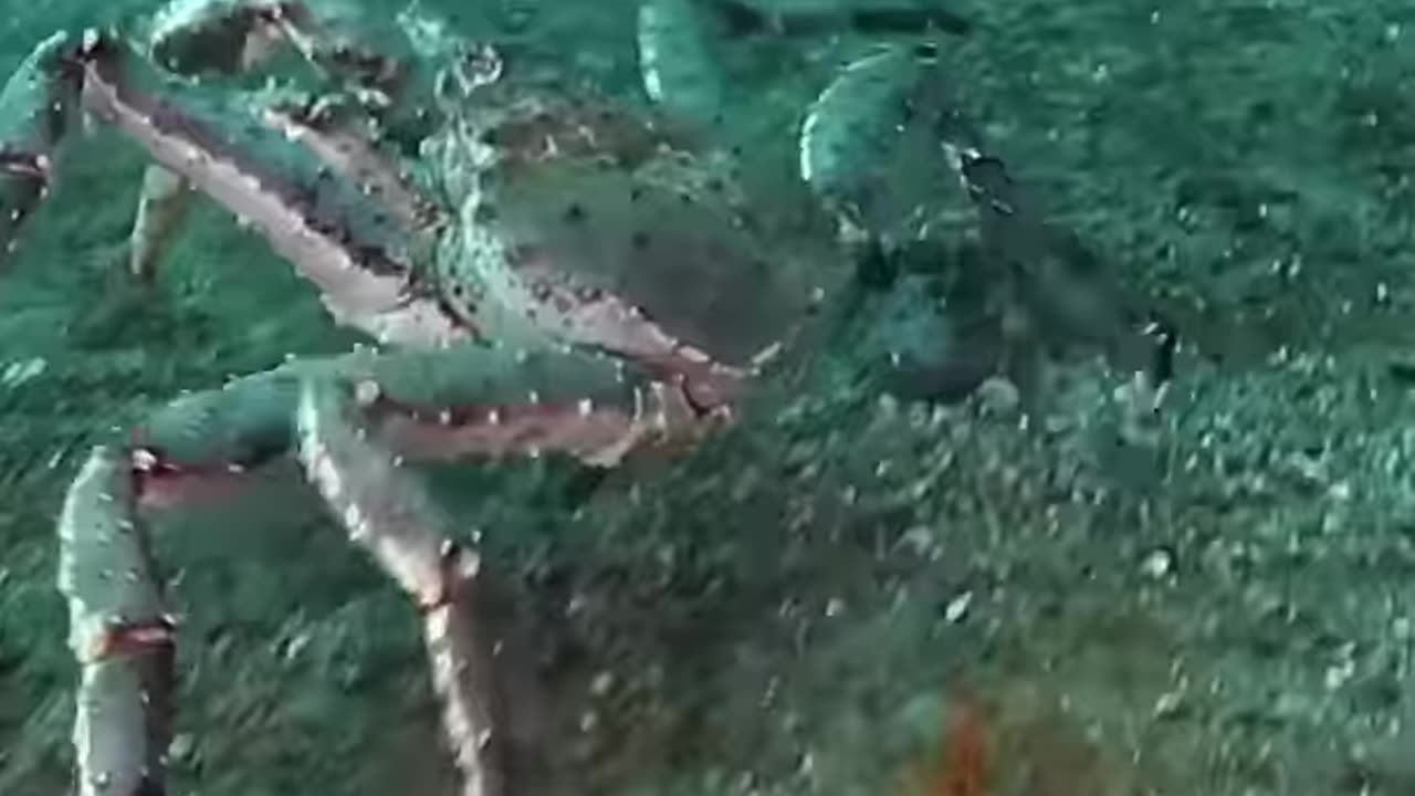 Crazy Animals